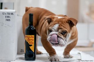 Cannoli the dog with HGR Cannoli the dog with HGR
